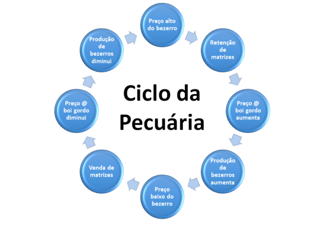 Ciclo Pecuário Do Gado De Corte Entenda O Que é Boi Saúde 6171