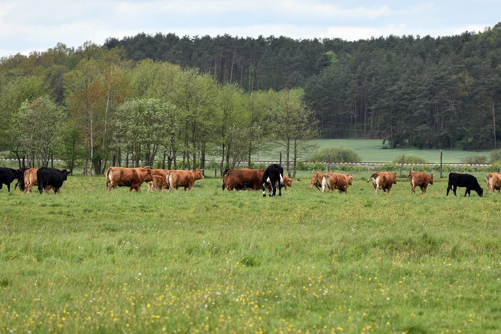 Boi safrinha aumenta a produtividade e melhora o ganho de arroba do gado. Foto: Pixabay 
