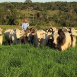 Consórcio de pastagem: os melhores para o gado