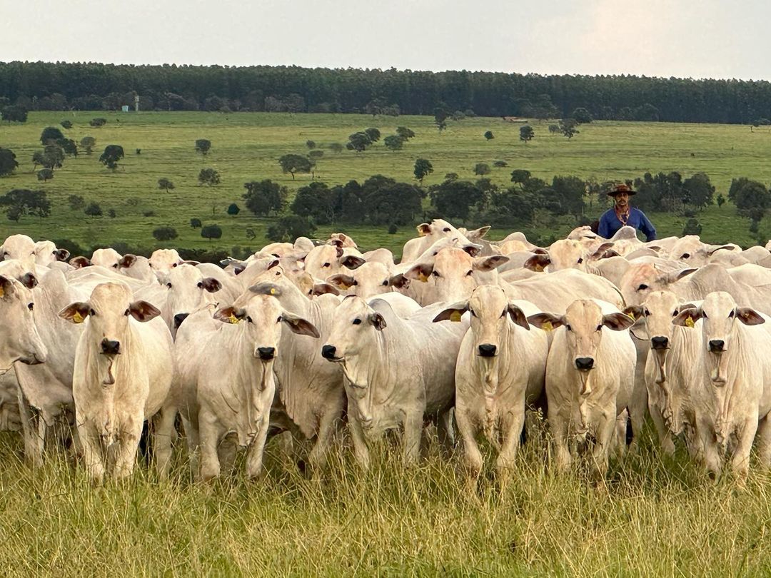 Cria Recria Ou Engorda Qual Rende Mais Na Pecuária Boi Saúde