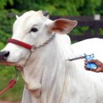 Vacina para o gado: os principais erros na aplicação