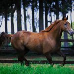 7 cuidados para manter a saúde dos cavalos