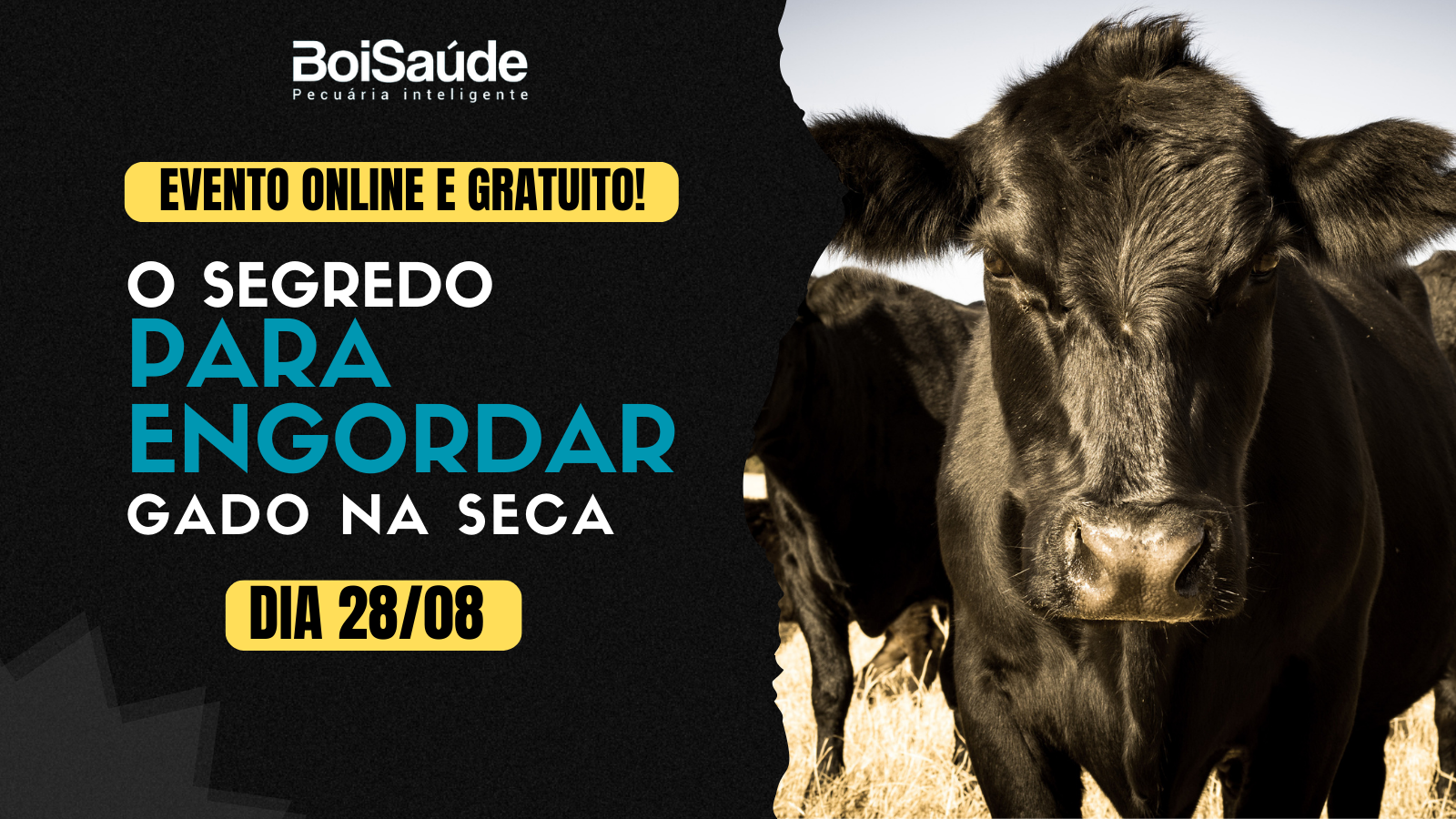 Sal Mineral Para Gado Como E Quando Oferecer Ao Gado Boi Saúde