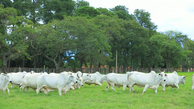 Porque usar fertilizante no pasto