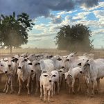 Negociação lucrativa de gado: confira as melhores estratégias