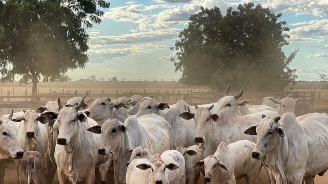 Negociação lucrativa de gado: confira as melhores estratégias