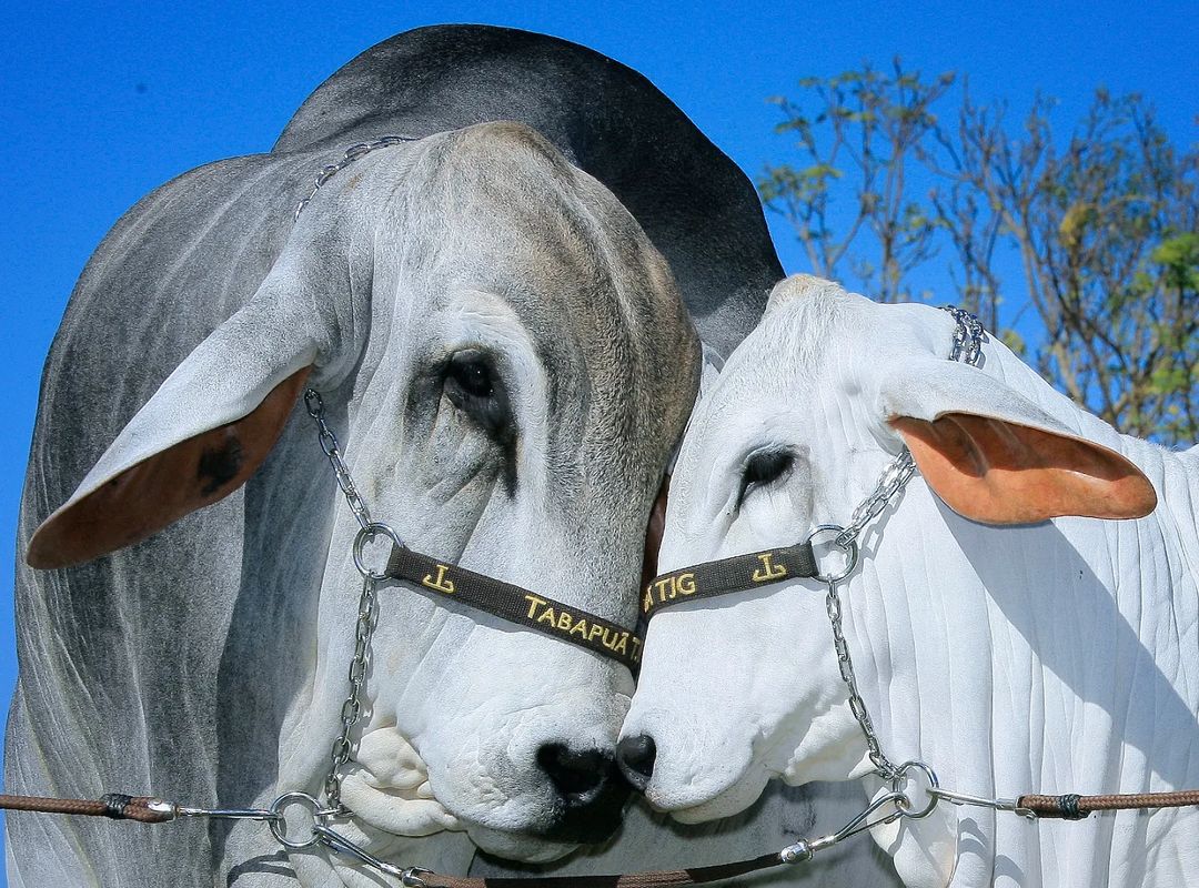 Expectativas para a pecuária em 2024