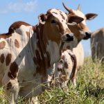 Contas da pecuária: como equilibrar e sair do prejuízo 