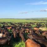Como planejar a criação de gado