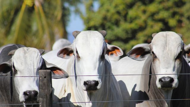 Os 5 piores prejuízos da seca para o gado