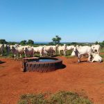 Os riscos da água imprópria para o gado