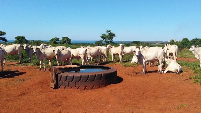 Os riscos da água imprópria para o gado