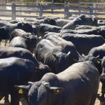 Engorda do gado na terminação: como atingir os 450 kg
