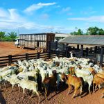 Erros na seca: 5 piores na criação do gado