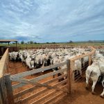 Engorda de bovinos na seca: receitas de ração