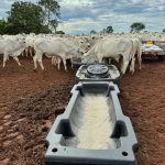 Diferença entre sal para gado: qual oferecer na seca e nas águas
