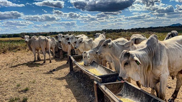 Fontes de renda para pecuaristas, além do gado