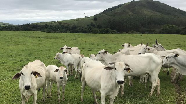 Como combater carrapatos no gado no período águas