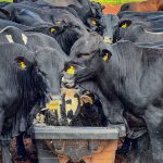 Nutrição e suplementação bovina para a seca: como planejar?