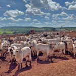 Confinamento na seca é saída para pequenos produtores?