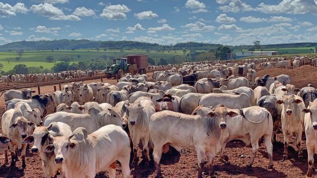 Confinamento na seca é saída para pequenos produtores?