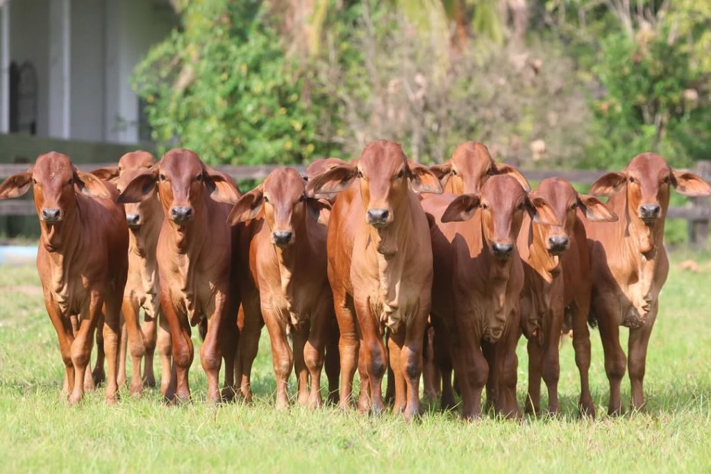 parasitas no gado durante a seca