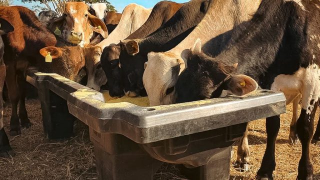 Devo investir em sal proteinado e ureia na seca?