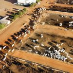 🐉💵 China pisou no freio, o custo apertou… e o produtor correu pro manejo certo salvar a arroba. Noticias - 10/12/2025