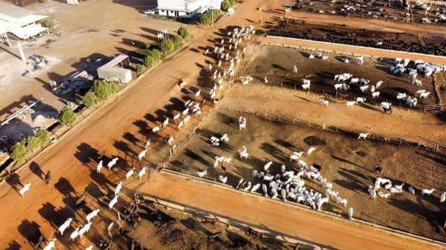 🐉💵 China pisou no freio, o custo apertou… e o produtor correu pro manejo certo salvar a arroba. Noticias – 10/12/2025