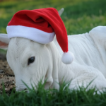 🐂 O que esperar da pecuária em 2026? - Noticias 17/12/2025