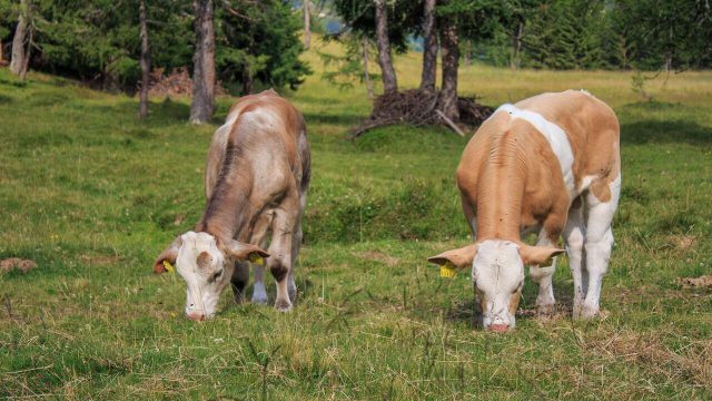 🐂 Segurar ou descartar? Exportação bate recorde, milho muda a conta… e o pasto decide o ritmo – Noticias 11/02/2026