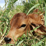 :  💰🐂 Bezerro valorizou, suplementação nas águas acelera ganho… e a desmama exige atenção. Noticias - 25/02/2026