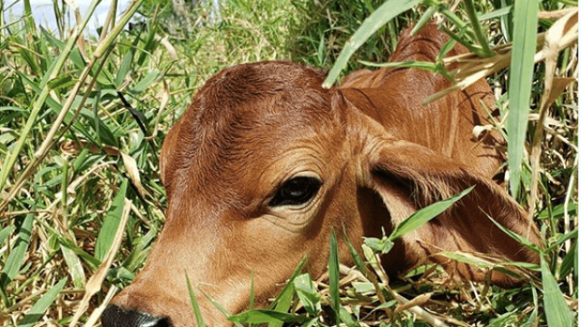 :  💰🐂 Bezerro valorizou, suplementação nas águas acelera ganho… e a desmama exige atenção. Noticias – 25/02/2026