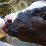 💰Fósforo baixo, Confinamento segue firme, Boi gordo bate recorde e muito mais! Notícias 08/04/2026