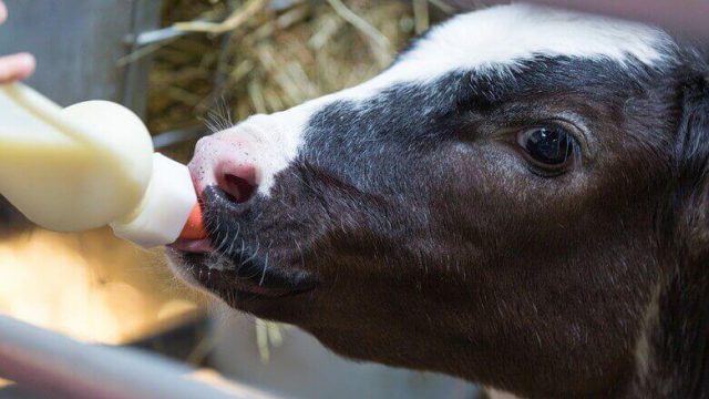 Fósforo baixo, Confinamento segue firme, Boi gordo bate recorde e muito mais! Notícias 08/04/2026