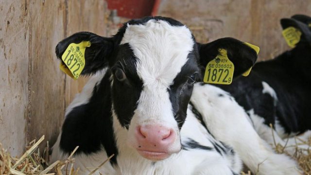 🌍 Exportação forte, recria decidindo resultado e o sistema sendo colocado à prova – Notícias 15/04/2026