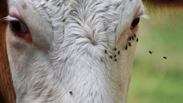 🪰 Mosca, seca e mercado — O que já está mudando na pecuária – Notícias 22/04/2026