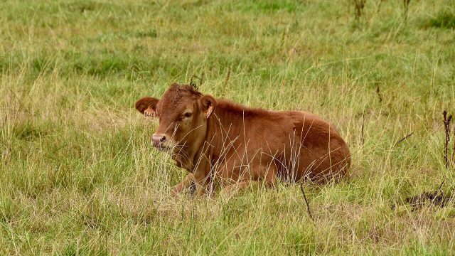 🌎 TECNOLOGIA, NUTRIÇÃO E PASTO NO CENTRO DA PECUÁRIA MODERNA – Notícias 17/06/2026