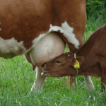 🌽🐂 SILAGEM, RECRIA E PASTO: ONDE ESTÃO AS ARROBAS QUE FALTAM - notícias 11/06/2026 🌽🐂 SILAGEM, RECRIA E PASTO: ONDE ESTÃO AS ARROBAS QUE FALTAM - notícias 11/06/2026