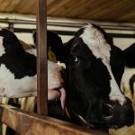 🌦️🐂 CLIMA INCERTO, PASTO CERTO E MENOS ERROS NA FAZENDA - Notícias 24/06/2026 🌦️🐂 CLIMA INCERTO, PASTO CERTO E MENOS ERROS NA FAZENDA - Notícias 24/06/2026