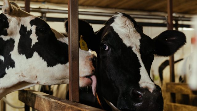 🌦️🐂 CLIMA INCERTO, PASTO CERTO E MENOS ERROS NA FAZENDA – Notícias 24/06/2026