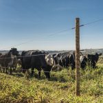 🌱 ALTURA DO PASTO, DOENÇAS RESPIRATÓRIAS E MAIS EFICIÊNCIA NA FAZENDA - Notícias 01/07/2026 🌱 ALTURA DO PASTO, DOENÇAS RESPIRATÓRIAS E MAIS EFICIÊNCIA NA FAZENDA - Notícias 01/07/2026