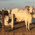 🐂 EXPORTAÇÕES RECUAM 16,8%, IDENTIFICAÇÃO DO GADO TEM ALERTA E BOI GORDO SEGUE ESTÁVEL - Notícia 19/08/2026