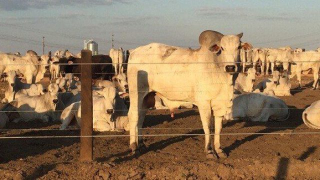 🐂 EXPORTAÇÕES RECUAM 16,8%, IDENTIFICAÇÃO DO GADO TEM ALERTA E BOI GORDO SEGUE ESTÁVEL – Notícia 19/08/2026