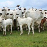 🇨🇳 BRASIL CHEGA A 90% DA COTA CHINESA, SUPLEMENTAÇÃO GANHA ATENÇÃO E MENOR OFERTA PODE SUSTENTAR A ARROBA - Notícia 12/08/2026 🇨🇳 BRASIL CHEGA A 90% DA COTA CHINESA, SUPLEMENTAÇÃO GANHA ATENÇÃO E MENOR OFERTA PODE SUSTENTAR A ARROBA - Notícia 12/08/2026