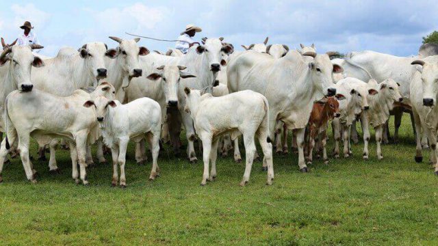 🇨🇳 BRASIL CHEGA A 90% DA COTA CHINESA, SUPLEMENTAÇÃO GANHA ATENÇÃO E MENOR OFERTA PODE SUSTENTAR A ARROBA – Notícia 12/08/2026