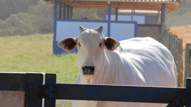 🐂 SELEÇÃO DO NELORE ENTRA NA CONTA, ÁGIO APERTA A REPOSIÇÃO, DRONE MEDE O PASTO E SORGO EXIGE ATENÇÃO NO COCHO – Notícias 16/09
