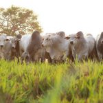 💰 ARROBA GANHA FORÇA, GENÉTICA ELEVA PRODUÇÃO DE BEZERROS, ROTINA PESA NO CONFINAMENTO E PASTO SECO EXIGE ATENÇÃO - Notícias 09/09/2026 💰 ARROBA GANHA FORÇA, GENÉTICA ELEVA PRODUÇÃO DE BEZERROS, ROTINA PESA NO CONFINAMENTO E PASTO SECO EXIGE ATENÇÃO - Notícias 09/09/2026