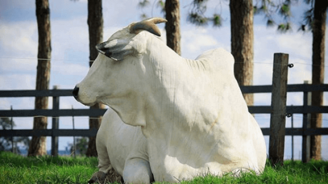 🌦️ El Niño ameaça o pasto, capim de qualidade reduz gasto com ração, genética busca tolerância ao calor e Dunamis é alternativa à braquiarinha – Notícias 13-10-2026