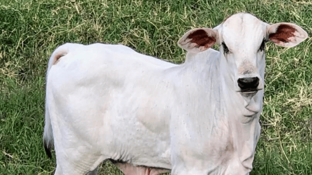 🕷️ CARRAPATO PREOCUPA 7 EM CADA 10 PECUARISTAS, MOSCA AVANÇA NO PASTO, BEZERRO LEITEIRO EXIGE CUIDADO E PASTO DEGRADADO SE RECUPERA MAIS RÁPIDO – Notícias 30/09/2026
